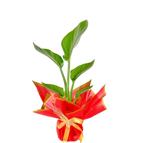 Starliçe Mini (Strelitzia Nicolai) Hediye Paketli