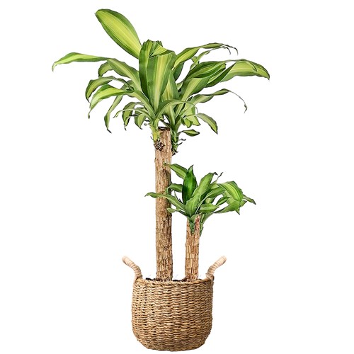 Dracaena Massengena - 2 Gövdeli Hasır Saksılı