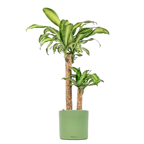 Dracaena Massengena - 2 Gövdeli Ruby