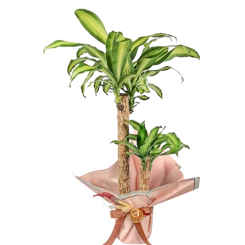 Dracaena Massengena - 2 Gövdeli Hediye Paketli