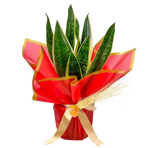 Paşa Kılıcı Mini (Sansevieria Gold Flame) Hediye Paketli