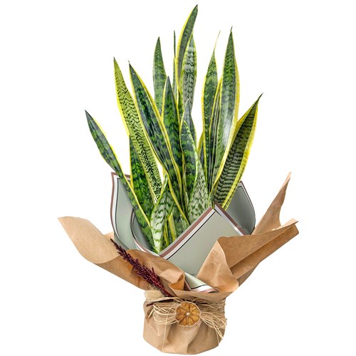Paşa Kılıcı (Sansevieria Laurentii) Hediye Paketli
