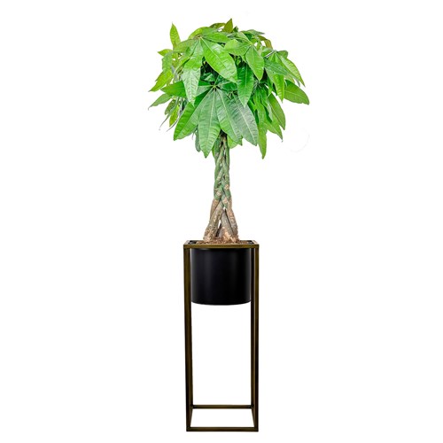 Örgülü Para Ağacı Large (Pachira Aquatica) Ayaklı Siyah Metal Saksılı