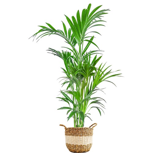 Kentia Palmiyesi Large (Howea Forsteriana) Hasır Saksılı