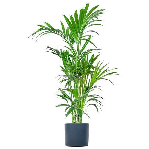 Kentia Palmiyesi Large (Howea Forsteriana) Ruby