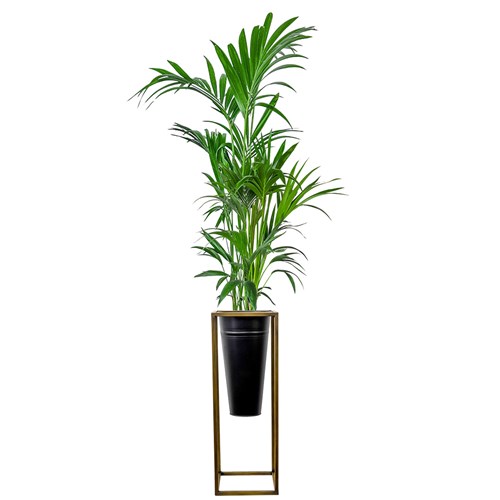 Kentia Palmiyesi Large (Howea Forsteriana) Ayaklı Siyah Metal Saksılı