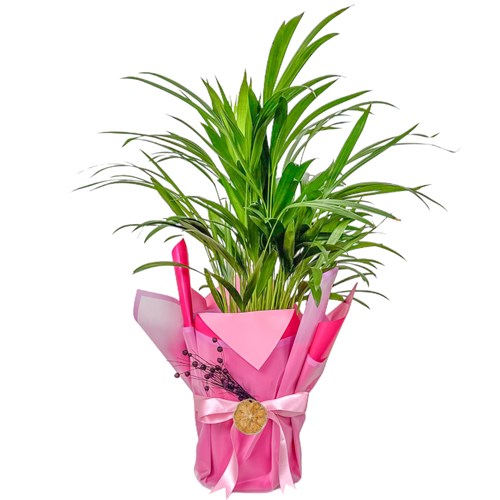 Areka Palmiyesi Mini (Dypsis Lutescens) Hediye Paketli