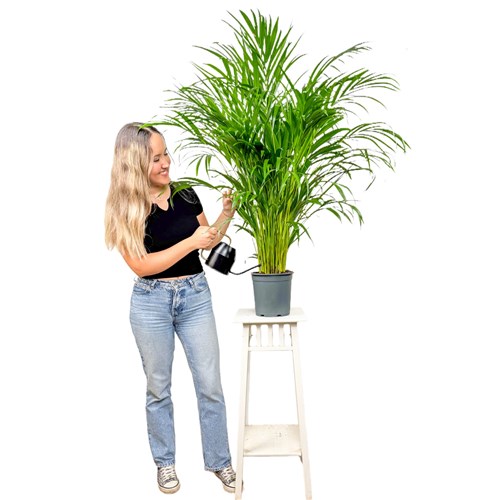 Areka Palmiyesi (Dypsis Lutescens) 100cm