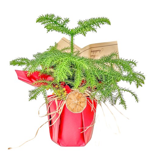 Salon Çamı (Araucaria Heterophylla) Hediye Paketli