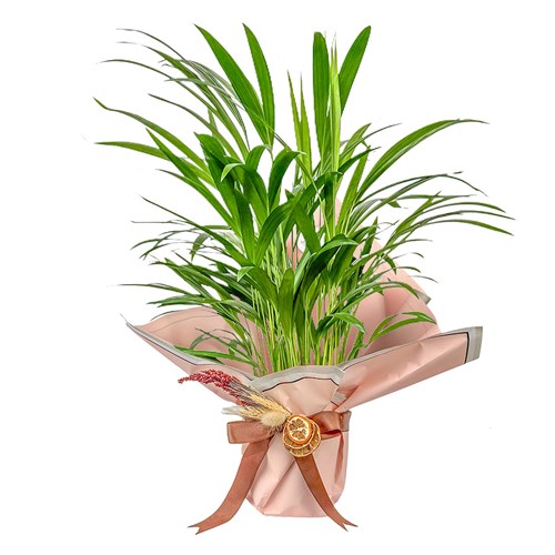 Areka Palmiyesi (Dypsis Lutescens) Hediye Paketli