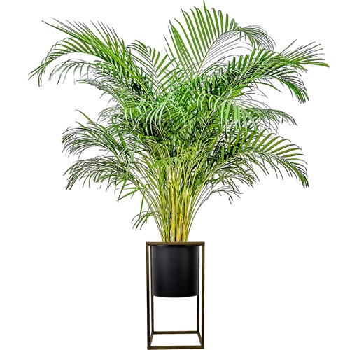 Areka Palmiyesi XL (Dypsis Lutescens) Ayaklı Siyah Metal Saksılı