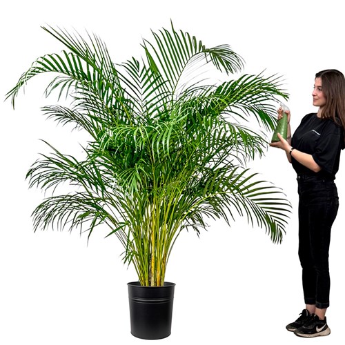 Areka Palmiyesi XL (Dypsis Lutescens) Metal Saksılı