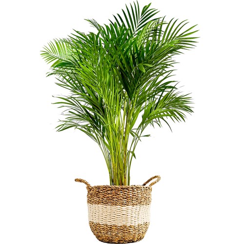 Areka Palmiyesi XL (Dypsis Lutescens) Hasır Saksılı