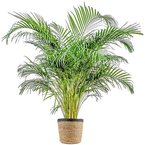 Areka Palmiyesi XL (Dypsis Lutescens) Hasır Saksılı