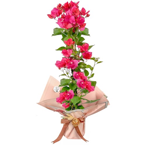 Pembe Begonvil (Bougainvillea) Hediye Paketli