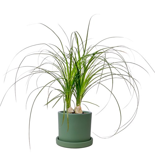 Nolina - Fil Ayağı (Beaucarnea Recurvata) Ruby