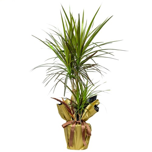 Dracaena Marginata Magenta - 2 Gövdeli Hediye Paketli