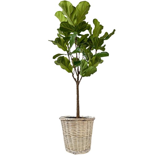 Pandora Kauçuğu (Ficus Lyrata) Gri Eskitme Hasır Sepet Saksılı