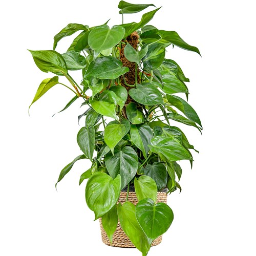 Patos Salon Sarmaşığı - (Philodendron Scandens Brasil) Hasır Saksılı