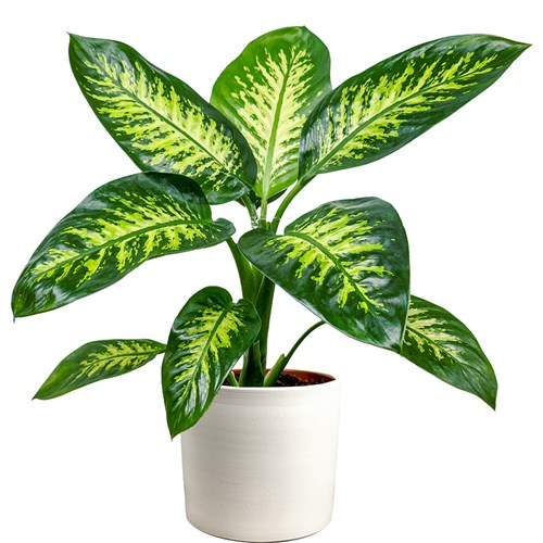 Difenbahya (Dieffenbachia Tropic Snow) Ruby