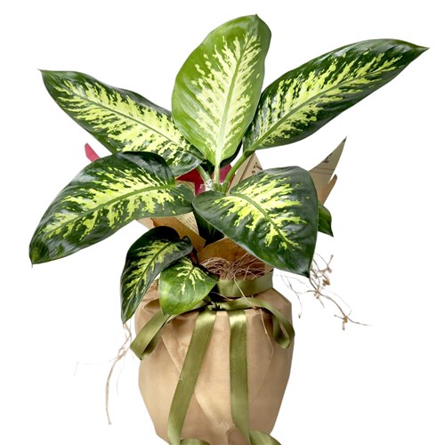 Difenbahya (Dieffenbachia Tropic Snow) Hediye Paketli