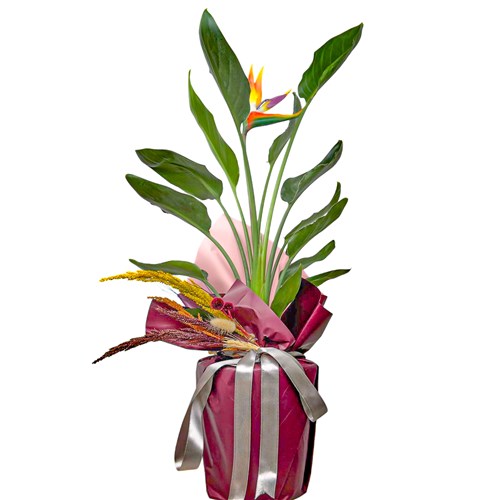 Starliçe Cennet Kuşu (Strelitzia Reginae) Hediye Paketli