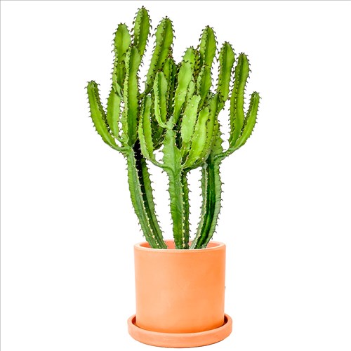 Kaktüs (Euphorbia Abyssinica) Ruby