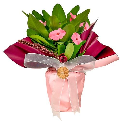 Euphorbia Milii (Dikenler Tacı) Hediye Paketli