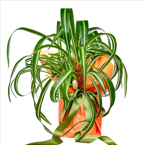 Kurdele Çiçeği (Chlorophytum Comosum) Hediye Paketli