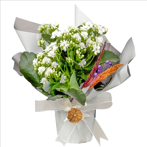 Beyaz Kalanşo (Kalanchoe) Hediye Paketli