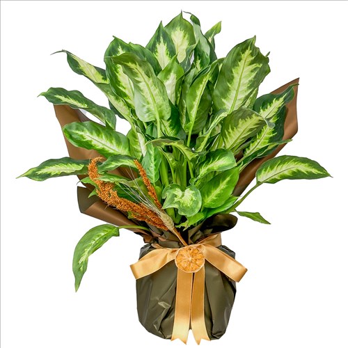 Difenbahya (Dieffenbachia Compacta) Hediye Paketli