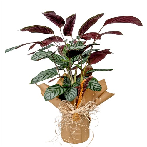 Kalatya (Calathea Ctenanthe Setosa) Hediye Paketli
