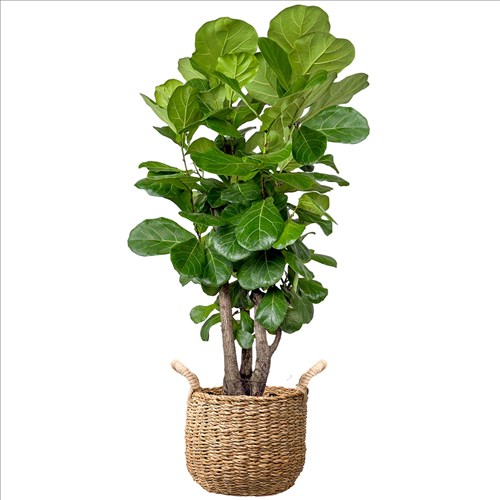 Pandora Kauçuğu (Ficus Lyrata) Hasır Saksılı