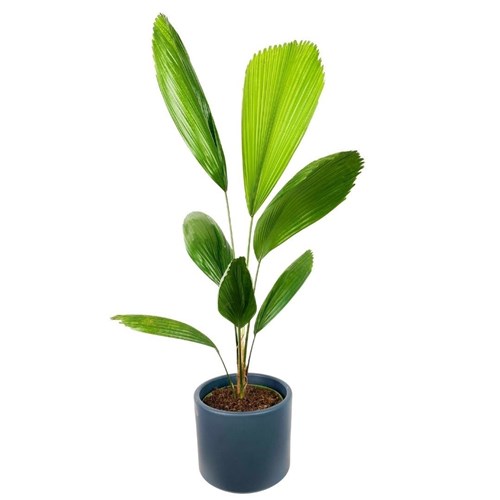 Yelpaze Palmiyesi (Licuala Grandis) Ruby