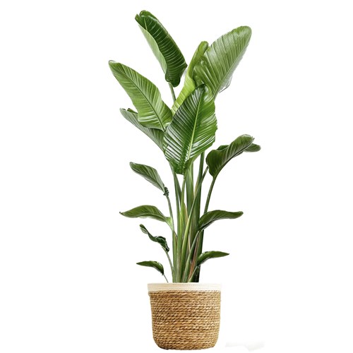 Starliçe XL (Strelitzia Nicolai) Hasır Saksılı