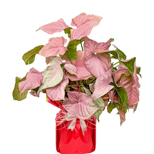 Pembe Melek Kanadı (Syngonium) Hediye Paketli