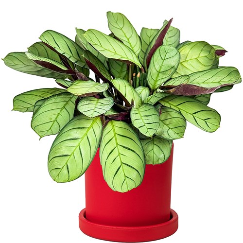Kalatya Mini (Calathea Amagris) Ruby