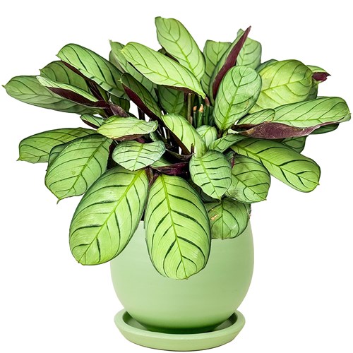 Kalatya Mini (Calathea Amagris) Curvy