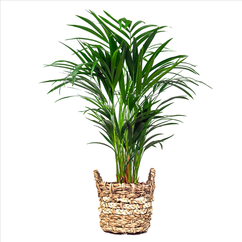 Areka Palmiyesi (Dypsis Lutescens) Bold Hasır Saksılı