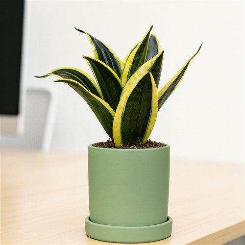 Paşa Kılıcı Mini (Sansevieria Lotus Hahnii) Ruby