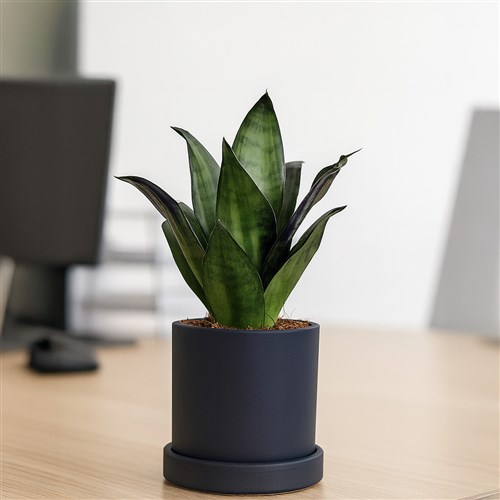 Paşa Kılıcı Mini (Sansevieria Dark Green Hahnii) Ruby
