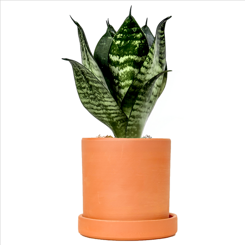 Paşa Kılıcı Mini (Sansevieria Green Hahnii) Ruby