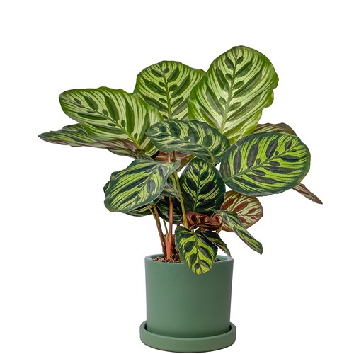 Kalatya Mini (Calathea Makoyana) Ruby