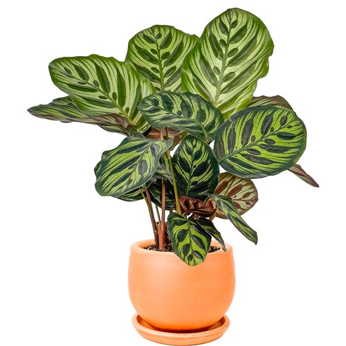 Kalatya Mini (Calathea Makoyana) Curvy
