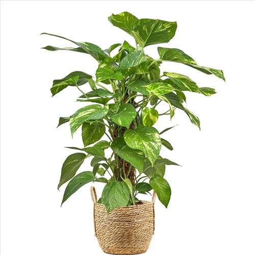 Patos Salon Sarmaşığı - (Epipremnum Aureum) Hasır Saksılı