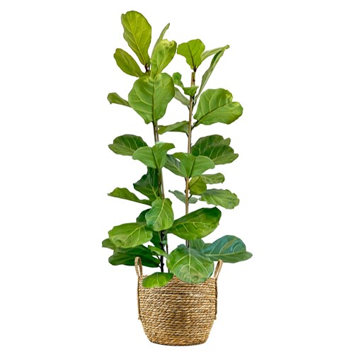Pandora Kauçuğu - 2 Gövdeli (Ficus Lyrata) Hasır Saksılı