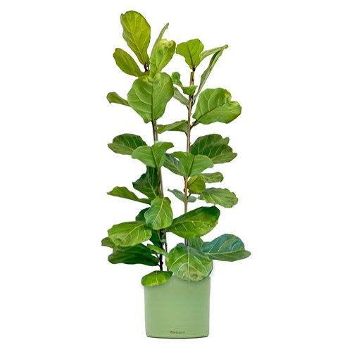 Pandora Kauçuğu - 2 Gövdeli (Ficus Lyrata) Ruby