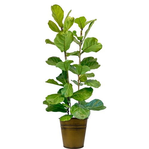 Pandora Kauçuğu - 2 Gövdeli (Ficus Lyrata) Metal