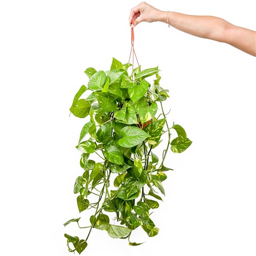 Patos Salon Sarmaşığı - (Epipremnum Aureum) Askılı Saksılı