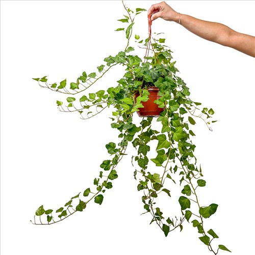 Hedera Sarmaşığı - (Hedera Helix Green) Askılı Saksılı